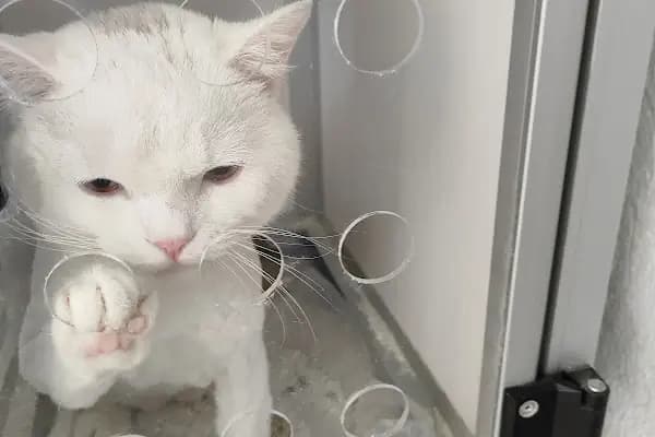 Bağbaşı Hypatia Veteriner Kliniği - Veteriner - Denizli Pamukkale