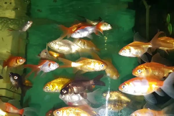 ON NUMARA PET SHOP - Akvaryum Mağazası - İstanbul Bağcılar