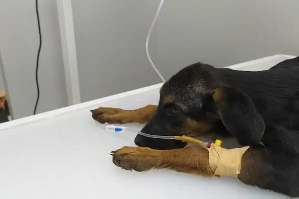 Vito Veteriner Kliniği - Veteriner - İzmir Buca