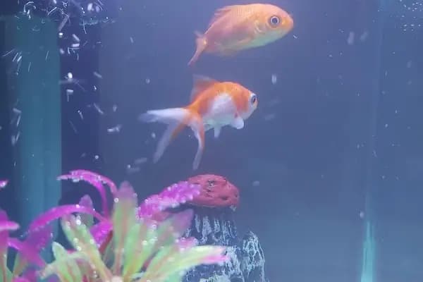 Tahtakale Akvaryum Petshop - Evcil Hayvan Malzemeleri Mağazası - Balıkesir Karesi