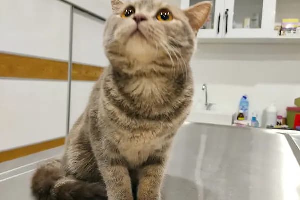 miyavet Veteriner Kliniği - Veteriner - Manisa Alaşehir