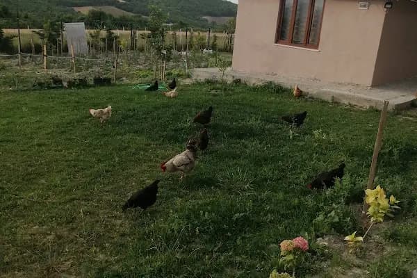 Çiçek Çiftlik - Kamp Alanı - İstanbul Arnavutköy