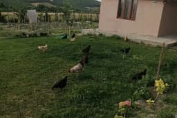 Çiçek Çiftlik