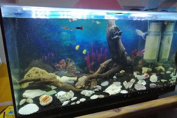 MAVİ DÜNYA AKVARYUM ve PETSHOP - Evcil hayvan mağazası - Bursa Nilüfer