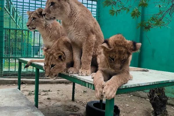 Animal park - Hayvanat Bahçesi - Antalya Elmalı