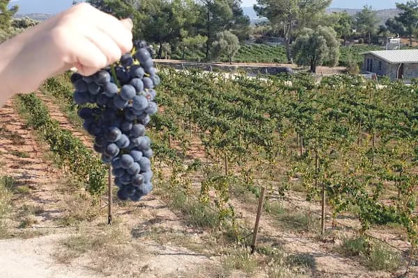 Mor Salkım Bağları - Mor Salkım Vineyards - Üzüm Bağı - Muğla Milas