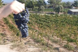 Mor Salkım Bağları - Mor Salkım Vineyards