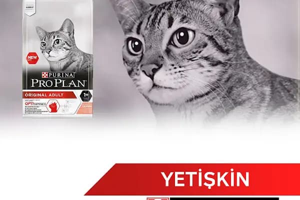 Pia Petshop - Evcil hayvan mağazası - Ankara Etimesgut