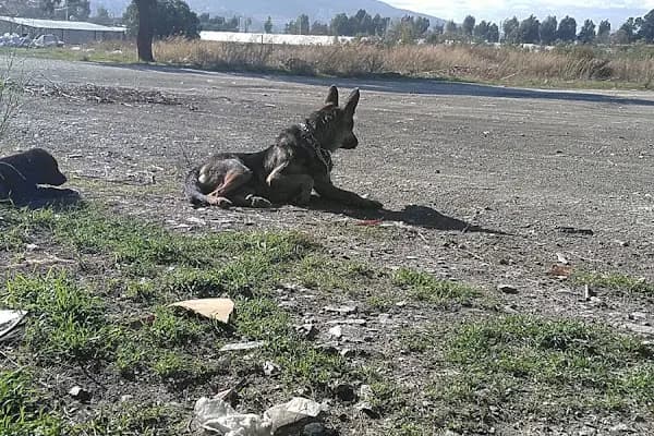 Koru Veteriner Kliniği - Veteriner - İzmir Karşıyaka