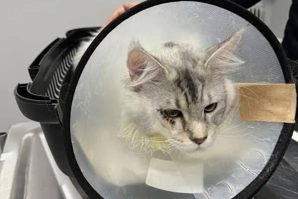 ŞirinPati Pet, Kuş ve Egzotik Veteriner Kliniği - Veteriner - İstanbul Küçükçekmece
