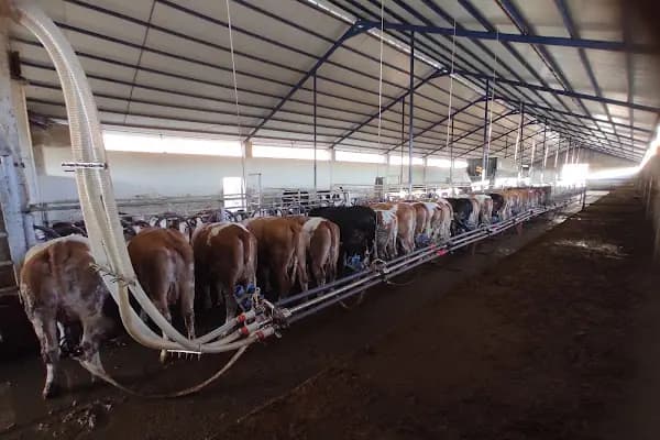 Kardeşler süt ve besi çiftliği - Büyükbaş Hayvan Çiftliği - Ankara Akyurt