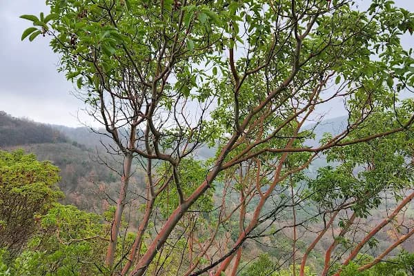 ARTEMEA YOLU - Doğa Koruma Alanı - Balıkesir Manyas