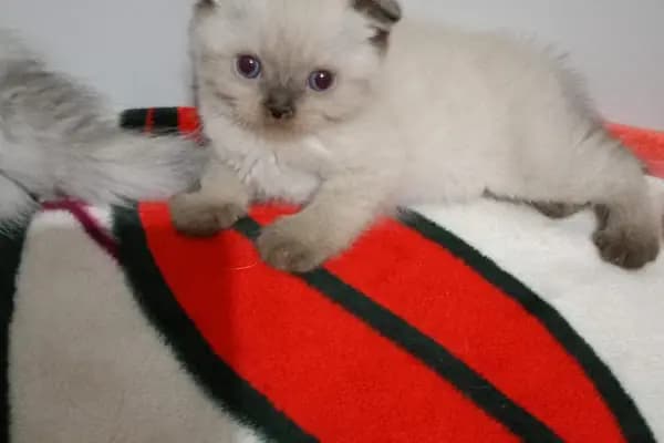 Han Pet Market - Evcil Hayvan Malzemeleri Mağazası - Bursa Yıldırım