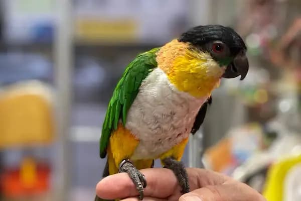 Ela Petshop - Evcil hayvan mağazası - Denizli Merkezefendi