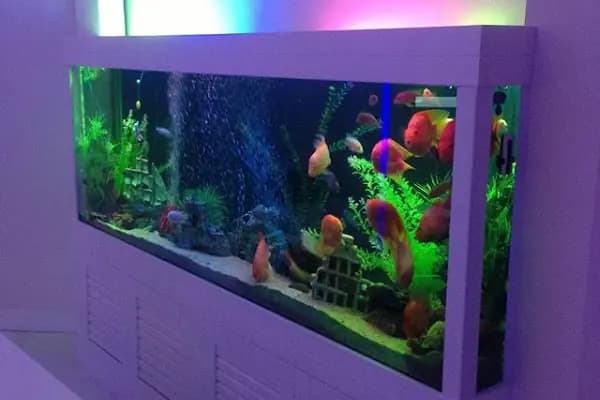 Doğasan Akvaryum - Akvaryum Mağazası - İstanbul Kadıköy