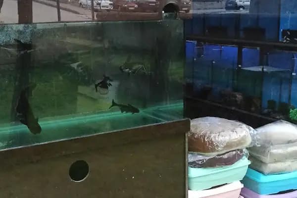 Boss Petshop - Evcil hayvan mağazası - Ankara Sincan