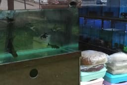 Boss Petshop