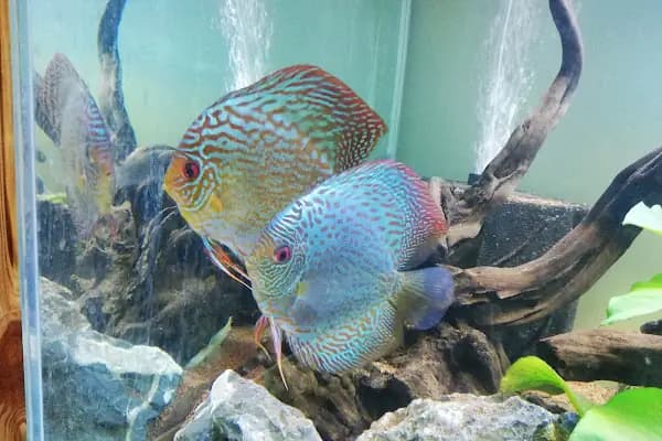 DİSCUS PET AKVARYUM DÜNYASI - Evcil Hayvan Malzemeleri Mağazası - İstanbul Avcılar