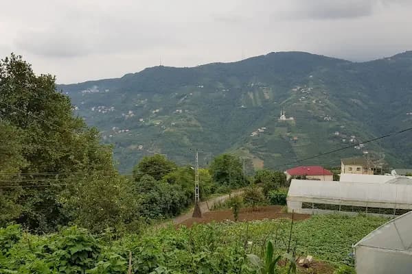 ÇİLEKÇİ ALİ MISIR - Gıda Pazarı - Trabzon Akçaabat