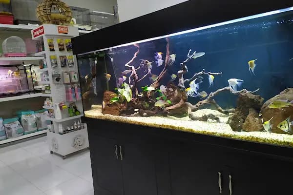 Arkadaş Pet Akvaryum - Akvaryum - İstanbul Bağcılar
