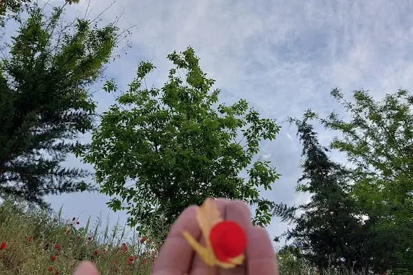 Eski Mezat Bahcesi - Ağaç Parkı - Şanlıurfa Eyyübiye