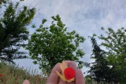 Eski Mezat Bahcesi