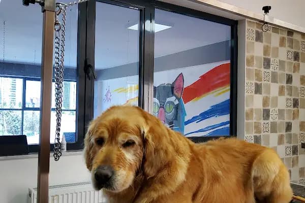 Neige Pet Shop ve Pet Kuaför - Evcil Hayvan Kuaförü - Ankara Keçiören