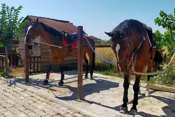 Menderes Atlı Spor Kulübü - Spor Kulübü - İzmir Aliağa