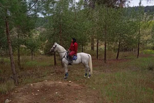 Horse &amp; Dog Academy - Mersin Silifke At Çiftliği, Köpek Oteli ve Kahvaltı - At Binme Hizmeti - Mersin Anamur