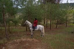 Horse &amp; Dog Academy - Mersin Silifke At Çiftliği, Köpek Oteli ve Kahvaltı