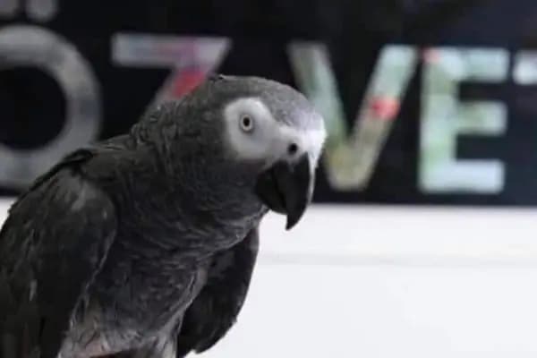 Öz-Vet Kuş Veteriner Kliniği Hizmette 33.Yıl - Veteriner - İzmir Bornova