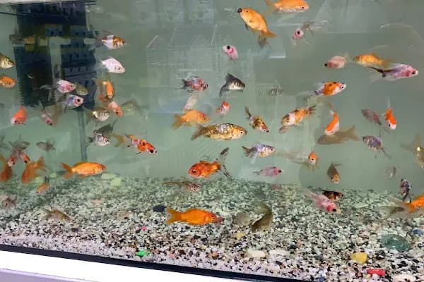 Mekân Malawi Petshop &amp; Akvaryum - Akvaryum Mağazası - Konya Karatay