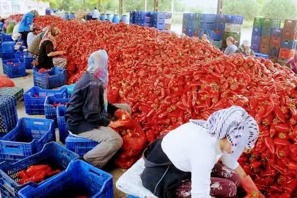 TOPTAN SALCA VE PULBİBER AŞ. - Gıda Üreticisi - Gaziantep Nizip