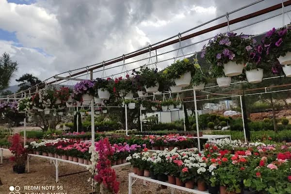 Premium life garden peyzaj ve çiçekçilik - Bahçe ürünleri satış merkezi - Muğla Bodrum