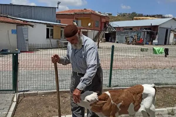 HACI SEYFETTİN BORA BESİ ÇİFTLİĞİ - Büyükbaş Hayvan Çiftliği - Ankara Altındağ