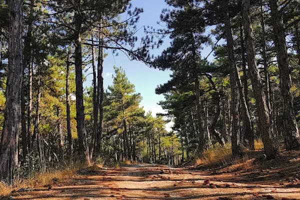 Beynam Ormanı - Park - Ankara Balâ