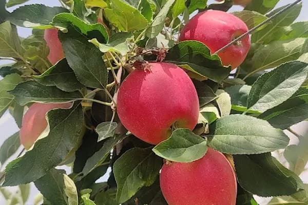 Bala - Yerleşim Yeri - Ankara Balâ