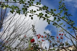 Telgrafçı Mehmet Nur Sitesi