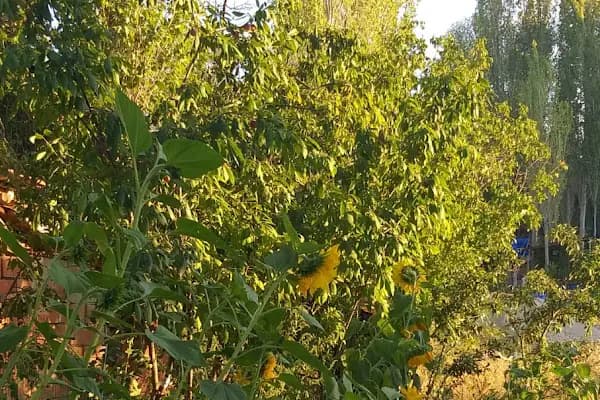 Kalaba Mahallesi Muhtarlığı - Resmi Kurum - Ankara Akyurt