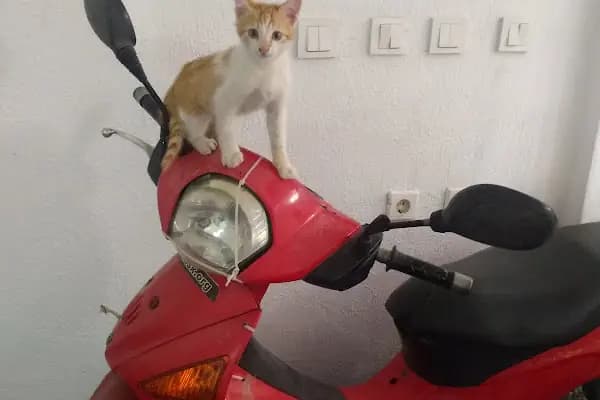 akropol veteriner kliniği - Veteriner - İzmir Bergama