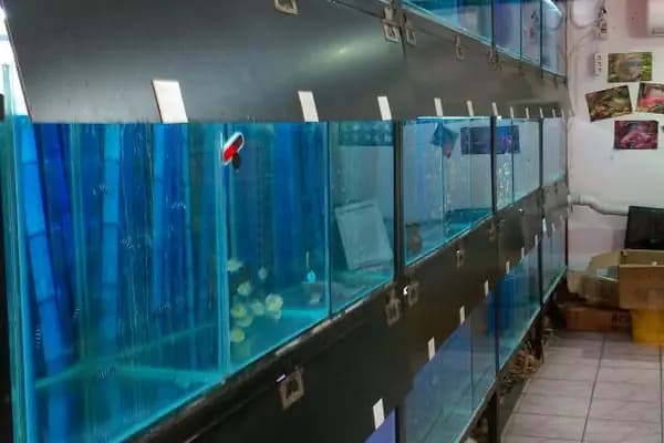 Elf Akvaryum Petshop - Akvaryum Mağazası - Antalya Muratpaşa
