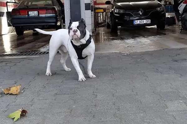 Gölcük Belediyesi Kapalı Pazar Alanı - Pazar - Kocaeli Çayırova