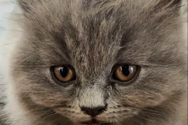 Vet Look Veteriner Kliniği - Veteriner - İzmir Balçova