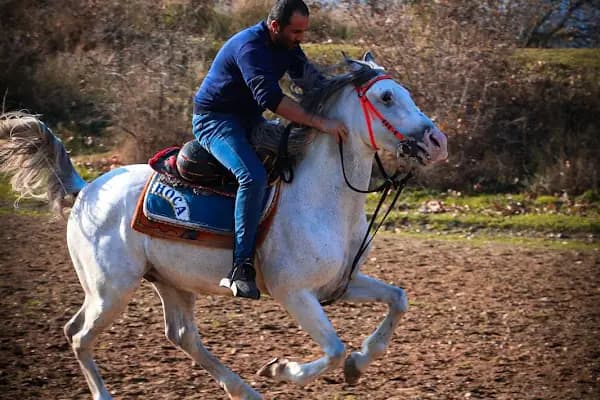 Yıldırım Atlı Cirit Spor Kulübü - At Binme Hizmeti - Bursa Osmangazi