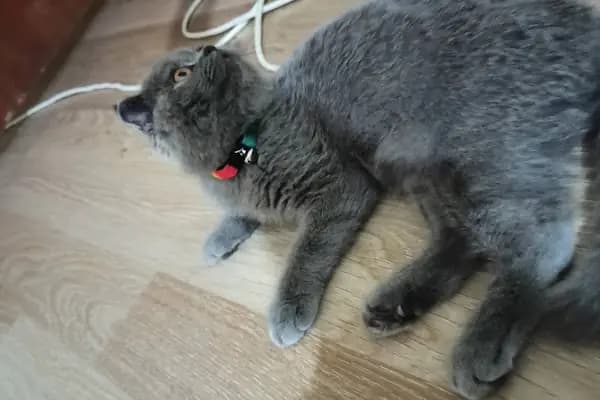 Gözde Petshop - Evcil hayvan mağazası - Ankara Sincan