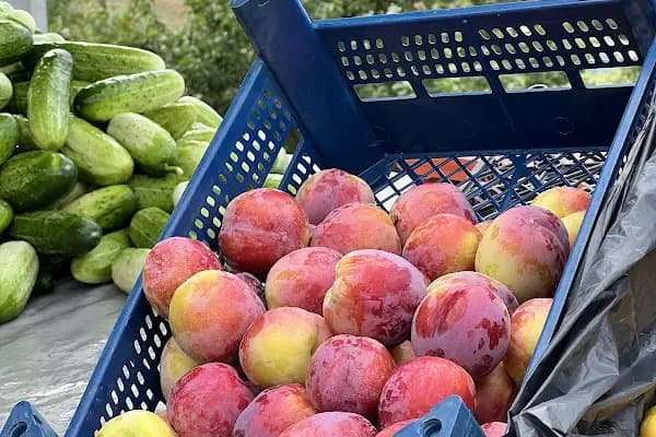 Elmaslar meyve ve sebze çeşitleri - Bakkal - Trabzon Akçaabat