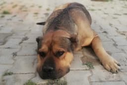 Asya veteriner kliniği