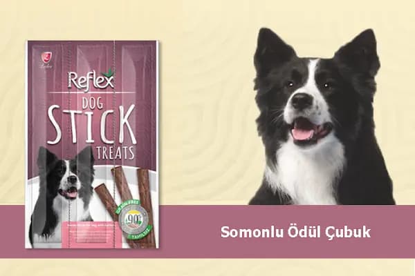 Blue Pet Shop (GÜLLÜK) - Evcil Hayvan Malzemeleri Mağazası - Antalya Muratpaşa