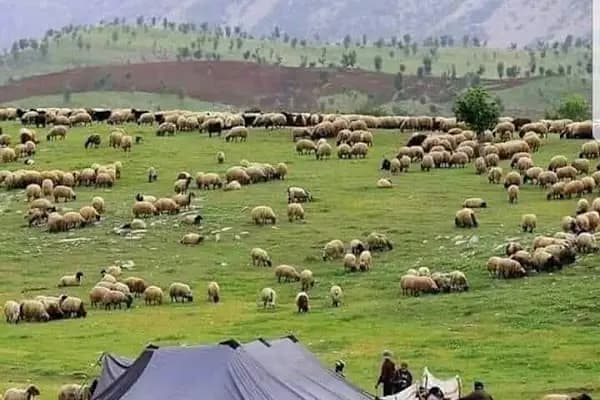 KILINÇ Kardeşler - Kurumsal Ofis - Şanlıurfa Birecik