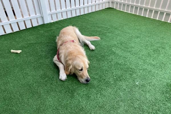 Ada Veteriner Kliniği - Veteriner - Mersin Yenişehir
